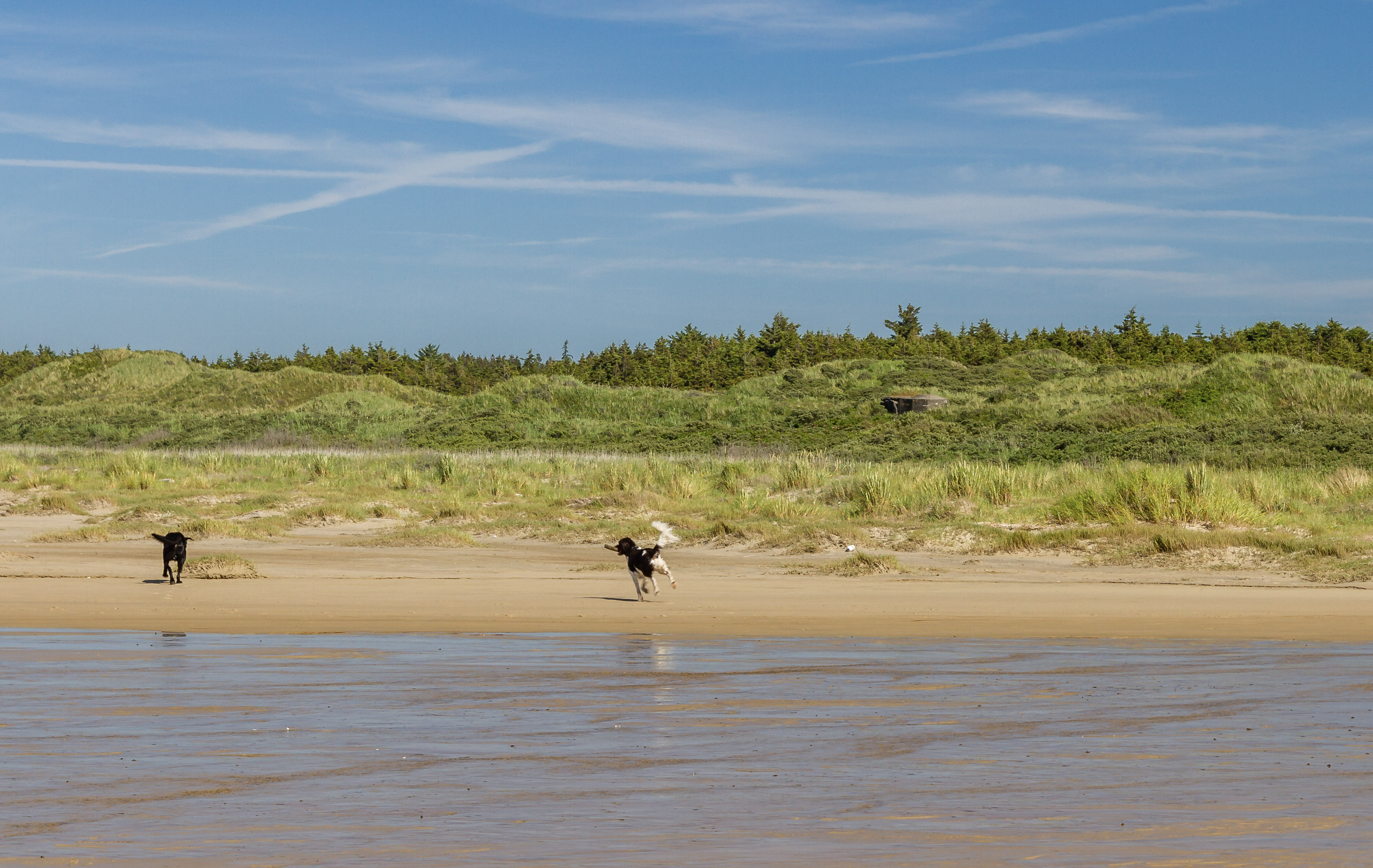 Bring your dog on vacation