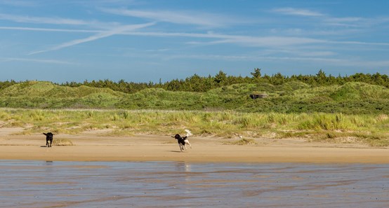 Tag hunden med på ferie